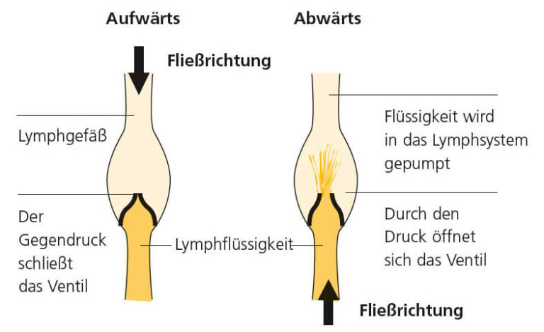 Grafische Darstellung Lymphsystem und Fließrichtung